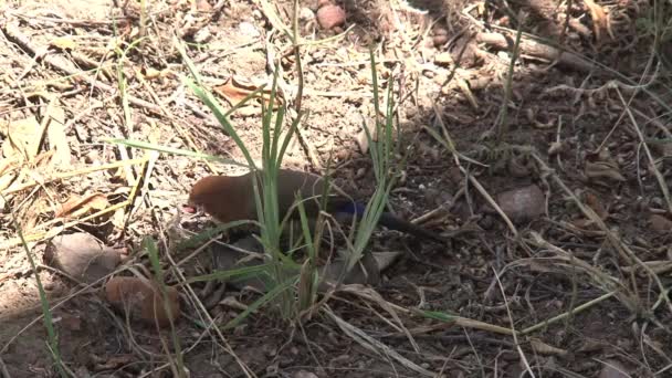 Küçük Kahverengi Kuş Otların Arasında Yiyecek Arıyor — Stok video