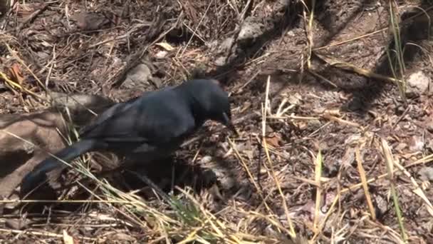 Piccolo Uccello Nero Foraggiamento Nell Erba — Video Stock