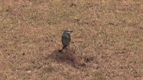 小棕鸟栖息在稀树草原岩石上 — 图库视频影像