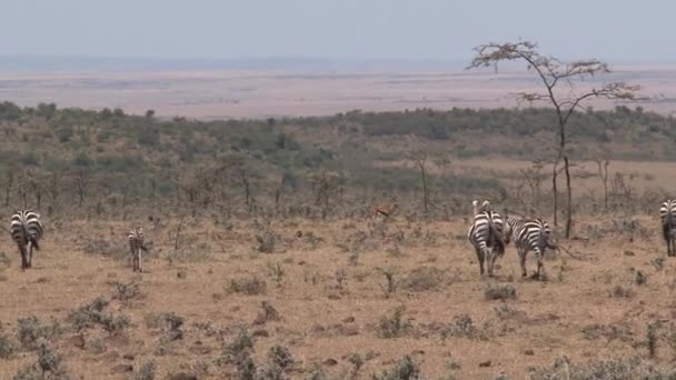 Herd Van Zebra Wandelend Savanne — Stockvideo