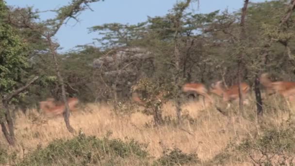 Impala Herde Läuft Auf Der Weide — Stockvideo