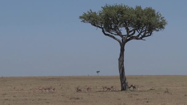 Pájaros Alimentándose Hierba Bajo Árbol Alto Sabana — Vídeos de Stock