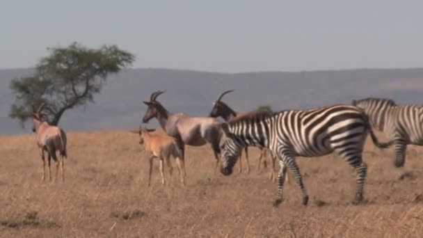 Zebras Och Antelope Betar Savannen — Stockvideo