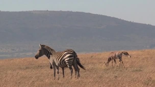 Zebras Och Antelope Betar Savannen — Stockvideo