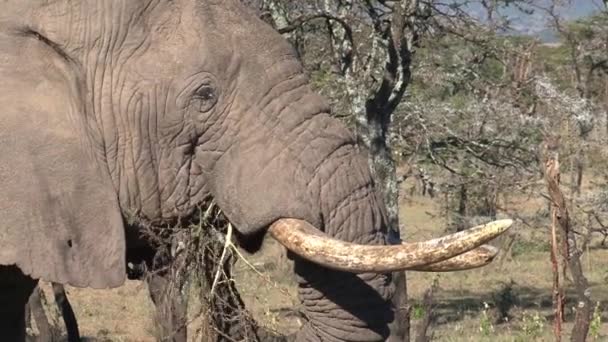 Gamla Afrikanska Elefanten Äter Blad Från Ett Träd Savannen — Stockvideo