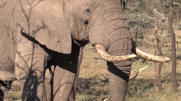 Velho Elefante Africano Comendo Folhas Uma Árvore Savana — Vídeo de Stock