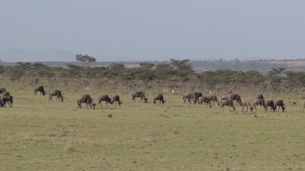 Αγέλη Του Wildebeest Βόσκηση Στη Σαβάνα — Αρχείο Βίντεο