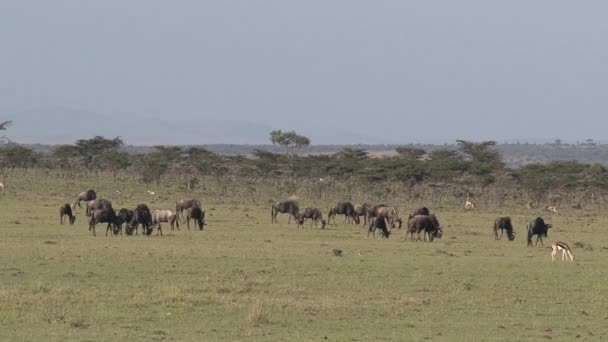 Αγέλη Του Wildebeest Βόσκηση Στη Σαβάνα — Αρχείο Βίντεο