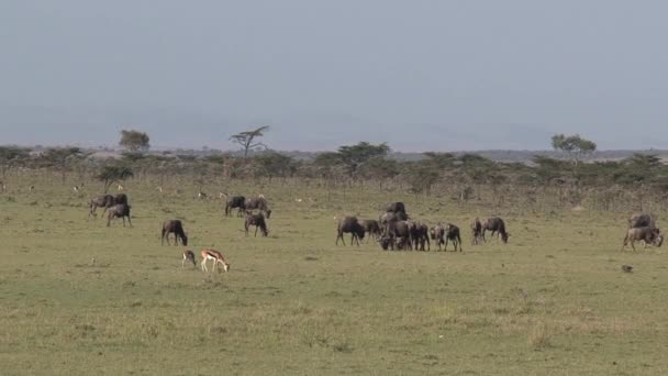 Αγέλη Του Wildebeest Βόσκηση Στη Σαβάνα — Αρχείο Βίντεο