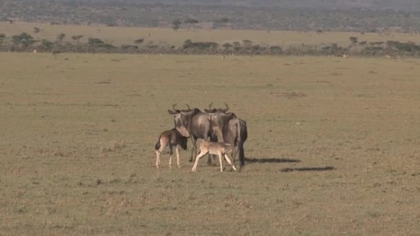 Wildebeest Borjú Ápolók Anyjától — Stock videók