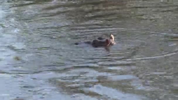 Hipopótamo Nadando Agua — Vídeo de stock