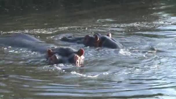 Herd Hippopotamuses Swimming Water — Stock Video