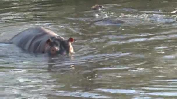 Par Hipopótamos Nadando Agua — Vídeo de stock