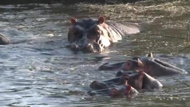 Стадо Гіпопотамамів Плавають Воді — стокове відео