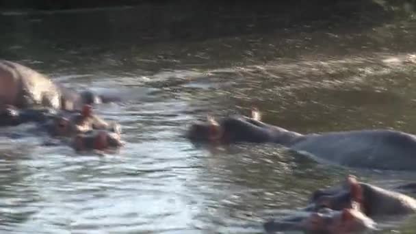 Manada Hipopótamos Nadando Agua — Vídeo de stock