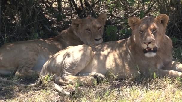 Löwenpaar Ruht Unter Einem Baum — Stockvideo