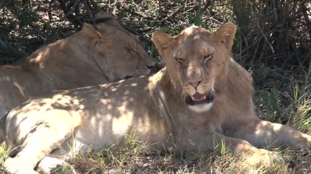 Pair Lionesses Rest Tree — Stock Video