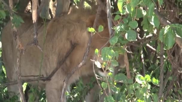 Löwin Spaziert Unter Einem Baum — Stockvideo
