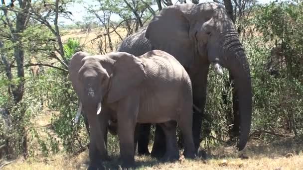 Mother African Elephant Calf Standing Savanna — Stock Video