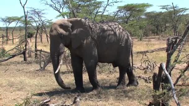 African Elephant Looks Dirt Its Trunk — Stock Video