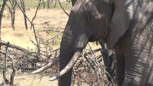 Elefante Africano Mira Través Tierra Con Tronco — Vídeo de stock