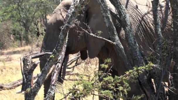 Elefante Africano Comiendo Una Copa Árbol Pastizal — Vídeo de stock