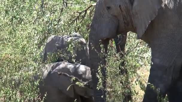 Afrikaanse Olifant Moeder Kalf Eten Van Een Boomtop Het Grasland — Stockvideo