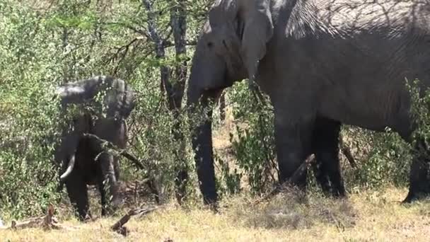 Elefante Africano Madre Vitello Mangiare Una Cima Albero Sulla Prateria — Video Stock