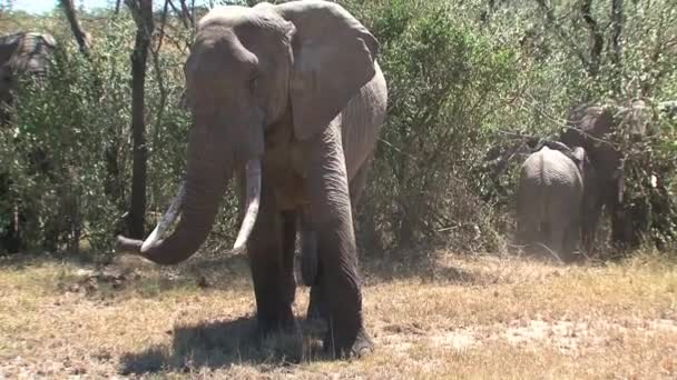 Herd Van Afrikaanse Olifanten Savanne — Stockvideo