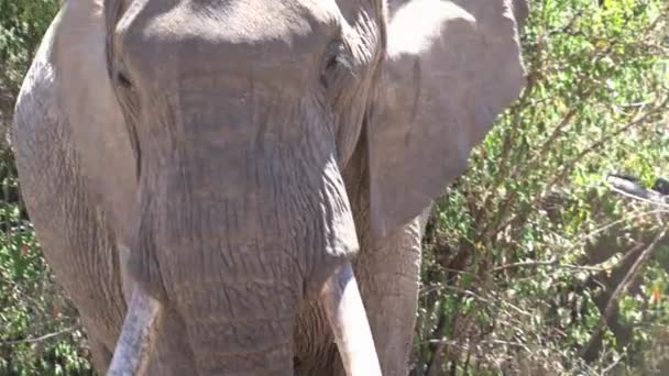 대초원에 아프리카 코끼리의 — 비디오