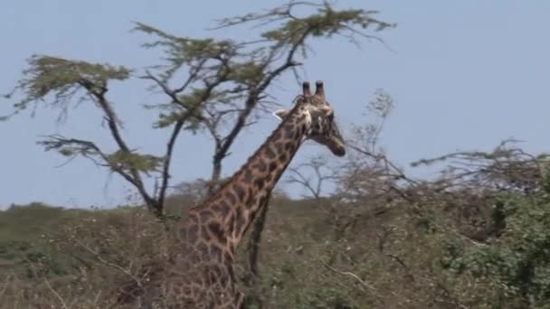 长颈鹿吃树梢上的叶子 — 图库视频影像
