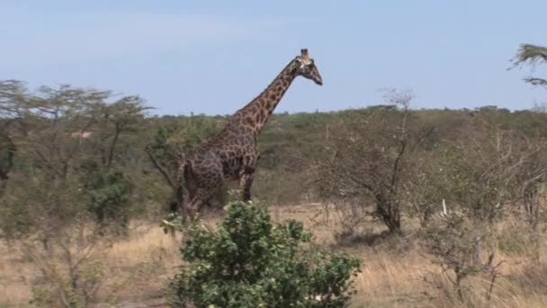 Girafa Comendo Folhas Uma Copa Árvore — Vídeo de Stock