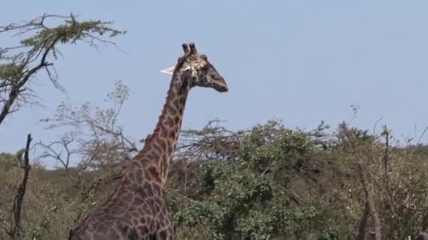 Giraffe Wandelen Het Grasland — Stockvideo