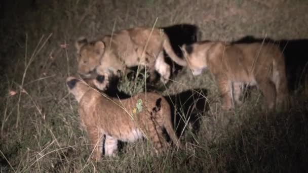 Aslan Yavruları Geceleri Güreşiyor — Stok video
