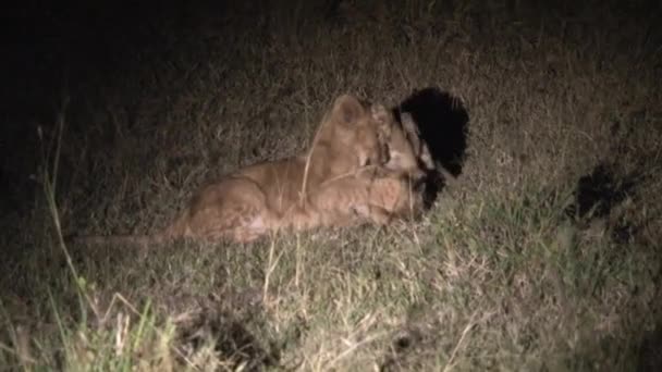 León Cachorros Luchando Por Noche — Vídeo de stock