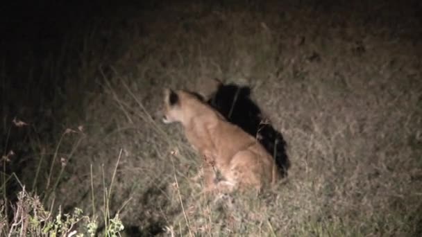 León Cachorros Luchando Por Noche — Vídeos de Stock