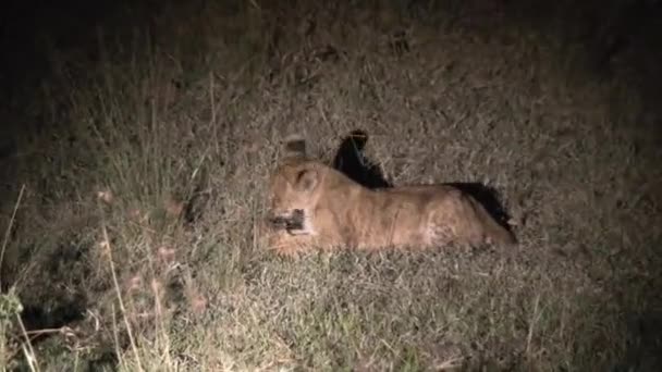 Lion Cub Eating Small Prey Night — Stock Video