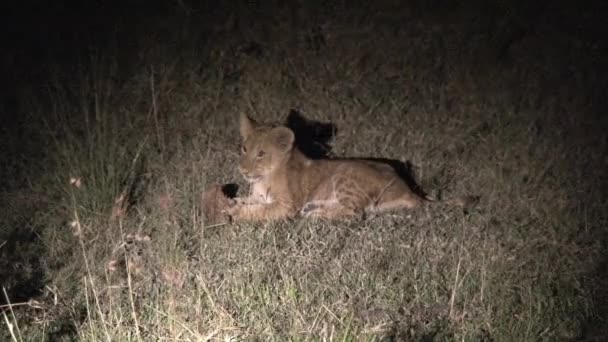 Lion Ourson Manger Petites Proies Nuit — Video