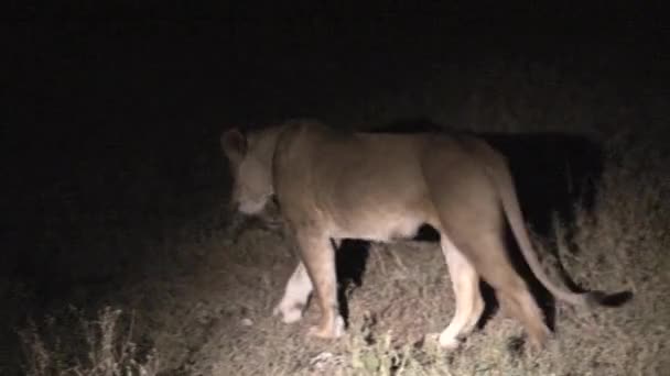 Λιονταράκια Ακολουθούν Μητέρα Τους Νύχτα — Αρχείο Βίντεο