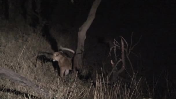 Löwenjunges Der Nacht Unter Einem Umgestürzten Baum — Stockvideo