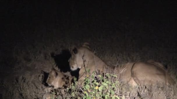 León Cachorros Siguiendo Madre Noche — Vídeo de stock