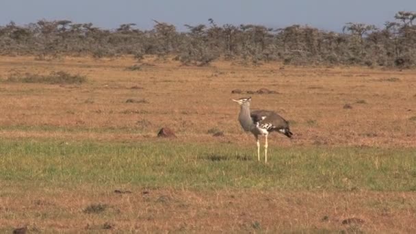 Kori Bustard Går Savannen — Stockvideo