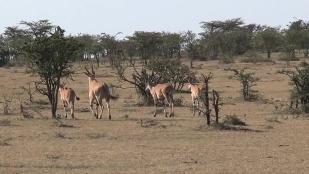 Herd Gazelles Walking Savanna — Stock Video