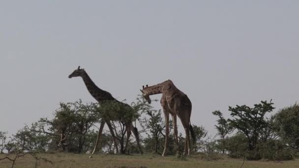 Egy pár zsiráf sétál a szavannán.