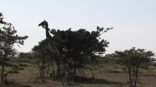Girafa Caminhando Savana — Vídeo de Stock