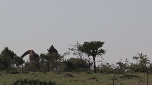 Paire Girafes Marchant Sur Savane — Video