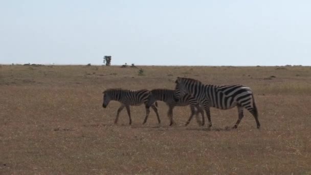 Herd Van Zebra Wandelend Savanne — Stockvideo