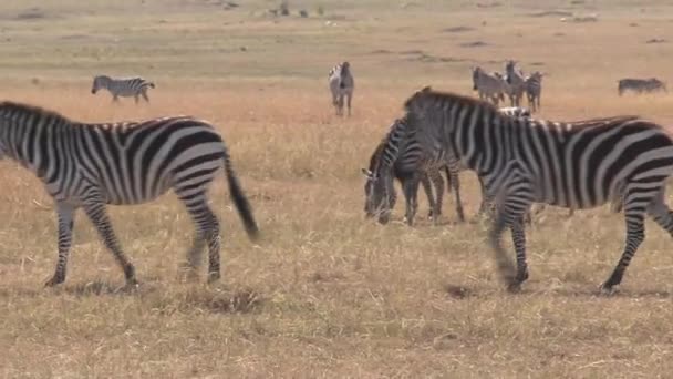 成群的斑马在草原上吃草 — 图库视频影像