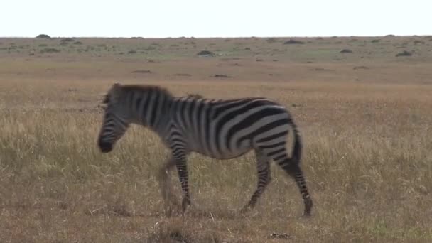 Zebra Sürüsü Bozkırda Yürüyor — Stok video