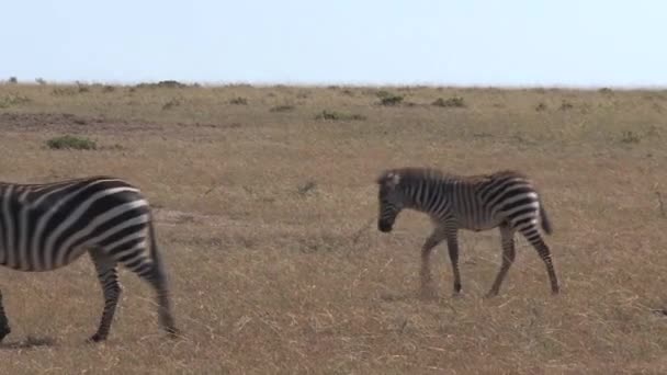 Manada Cebras Caminando Sobre Sabana — Vídeo de stock